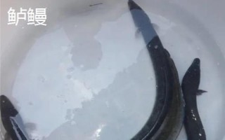 黑鰻魚和黃鰻魚的區(qū)別，顏色存在明顯差異