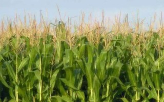 恒豐728玉米品種的特性，適應(yīng)區(qū)4月下旬至5月上旬播種