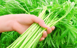 藜蒿能保存多長時(shí)間，保存期大概在3-7天