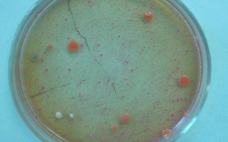 紅薯秧如何做青儲(chǔ)飼料，紅薯秧一定要粉碎處理