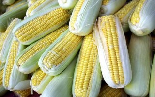 魯單888玉米品種的特性，夏播生育期107天