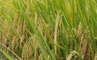 銀兩優(yōu)501水稻種子特點，秧田播種量每畝12.5千克