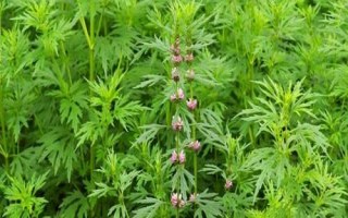 怎么種植益母草，每次中耕除草后都要追肥