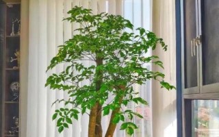 幸福樹能不能過冬，需要將其移到室內(nèi)養(yǎng)護便可順利過冬