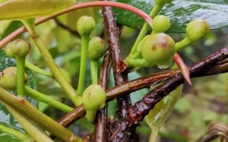 黑老虎的扦插育苗技術(shù)，最好在秋季可進(jìn)行