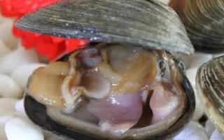 紫石房蛤的產(chǎn)地，主要分布在渤海、黃海等海域