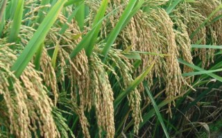 綿優(yōu)8113水稻種子簡介，全生育期164天