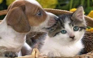 犬貓喉炎的主要表現(xiàn)，以劇烈咳嗽、喉部腫脹等為主要特征