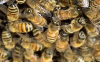 蜜蜂有幾種類型的蜂，分別是蜂王、工蜂和雄蜂