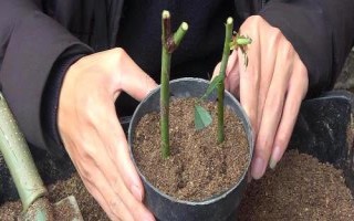 月季花的扦插時(shí)間，嫩枝扦插在每年的4-5月或9-10月