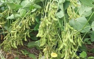 北匯豆1號(hào)大豆品種簡(jiǎn)介，選擇中等肥力地塊種植