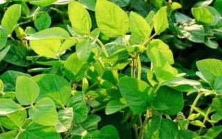 汾黑1號大豆種子特點，適宜播期4月下旬至5月上旬