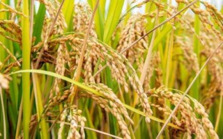 哪些農(nóng)作物在秋季成熟，包括花生、玉米、西紅柿等品種