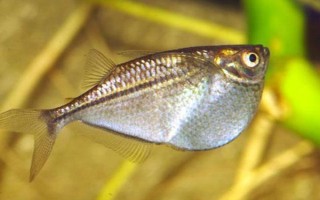 銀燕子燈魚(yú)好不好養(yǎng)，飼養(yǎng)難度比較低