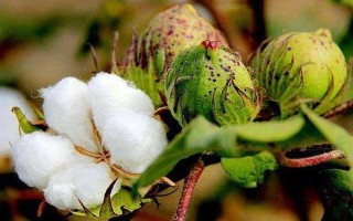 中棉42號棉花品種的特性，選擇地勢平坦肥力均勻地塊
