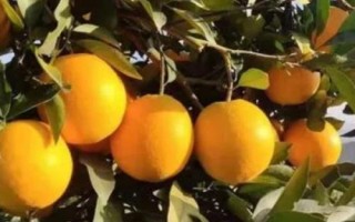 冰糖柑的價格，價格與產(chǎn)地有關(guān)