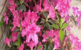 杜鵑花的家庭養(yǎng)法，春秋季通常2-3天可澆1次水