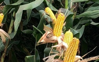 荃銀800玉米種子特征特性，大喇叭口期注意防治玉米螟
