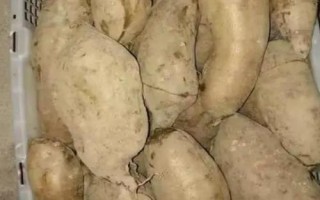 種植雪蓮果的效益,一畝地的效益大概為4000元左右