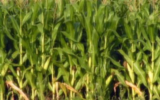 源玉7號玉米種子簡介，以防治地下害蟲危害