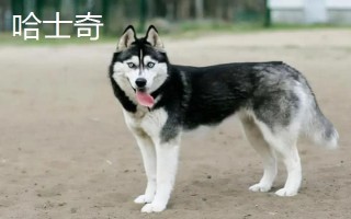 阿拉斯加和哈士奇的區(qū)別有哪些，體型、瞳孔顏色均不同