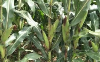 MC8728玉米種簡介，適宜播種期4月下旬至5月上旬