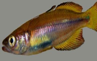 大眼虹銀漢魚好不好養(yǎng)，飼養(yǎng)難度比較大