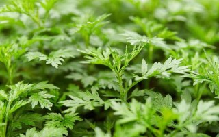 艾草的形態(tài)特征，葉片大多為卵形