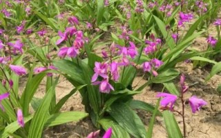 白芨的種類和種植方法，種植時(shí)要選擇陰坡生荒地
