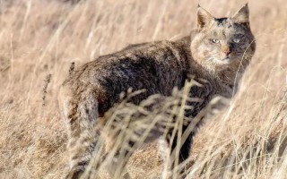 水生哺乳動物的種類，包括虎鯨、海豚、白鰭豚等品種