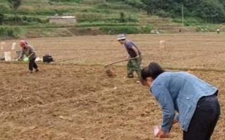 蘇子的產(chǎn)地，在我國主產(chǎn)于安徽、湖南、臺灣等省份