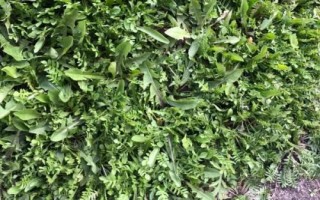 火爆野菜種植項(xiàng)目，香椿和薺菜等品種比較受市場(chǎng)歡迎
