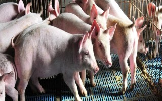 養(yǎng)殖戶對于飼料成本與飼養(yǎng)成本的誤區(qū)，飼料成本越低越好是一種錯誤的想法