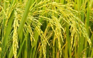秀水占水稻種子特征特性，全生育期113.9天