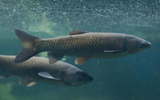 中國(guó)哪里的淡水魚(yú)產(chǎn)量最大，第一大省為湖北省