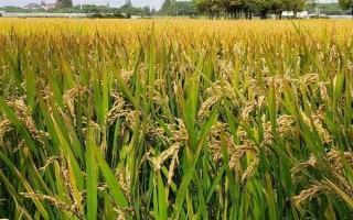 富友稻336水稻品種的特性，生育期161天左右