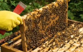 人工分蜂的技巧，需盡量用新工蜂和封蓋子脾組建新蜂群
