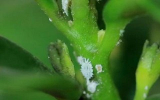 常見的梔子花病蟲害及防治方法，需對癥下藥