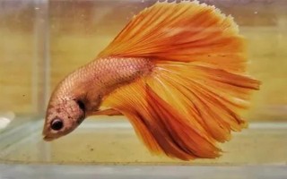 馬尾斗魚如何鑒別公母，公魚的魚鰭較大且長、母魚的魚鰭較短小