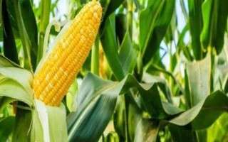 米多11玉米種子簡(jiǎn)介，4月下旬5月上旬播種
