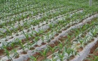 怎么用地膜種玉米，育苗移栽需要先栽苗再覆膜