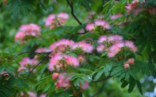 怎么養(yǎng)合歡花，在生長期間應(yīng)該保證有足夠的光照