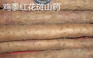 山東省金鄉(xiāng)縣的特產(chǎn)，胡集白梨瓜走俏全國(guó)