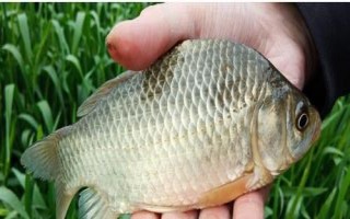 釣獲的鯽魚喂什么東西，一般可飼喂動(dòng)物性飼料
