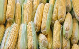 恒宇8111玉米種子特征特性，中抗大斑病