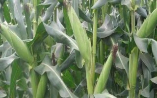 綠育黃粘529玉米種子簡介，中抗大斑病