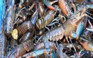 養(yǎng)殖澳洲龍蝦的方法，前期應(yīng)主喂動(dòng)物性飼料