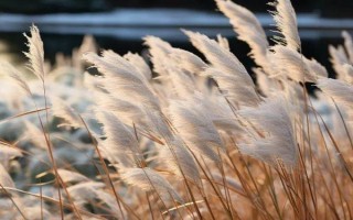 蘆葦?shù)纳L季節(jié)，生長旺盛期為每年4月上旬至7月下旬