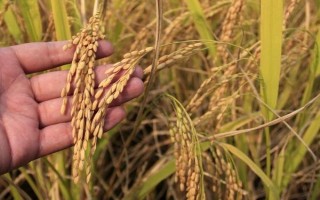 穗香糯719水稻品種簡介，晚稻7月上.中旬播種