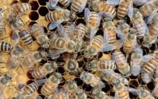 蜜蜂有幾種類型的蜂，分別是蜂王、工蜂和雄蜂